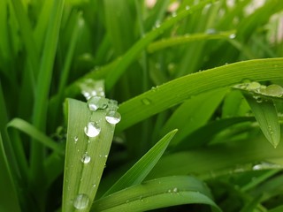 Fototapeta premium Gräßer an einem Regentag