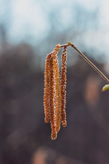 Macro photo of a birch earring. Springtime