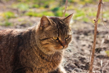 Portrait of a cat in the garden