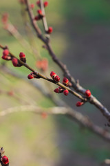 Fototapeta na wymiar Branch with red buds. Spring apricot