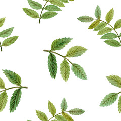 watercolor rowan seamless pattern with green leaves on white background for fabric, textile, scrapbooking, wrapping paper,invitations