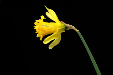 Solitary yellow daffodil on black background. Macro closeup photography with copy space.
