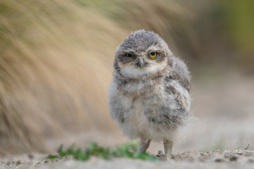 Cute and beautiful Juvenile Burrowing owl (Athene cunicularia) on the ground in front of their burrow. 