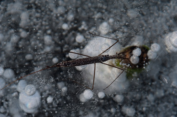 Close-up view from above a small water strider
