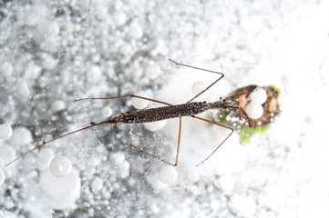 Close-up view from above a small water striker