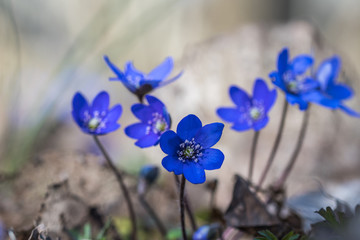 Blue Anemones - springtime sign