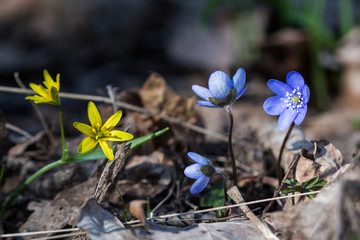 Springtime flowers