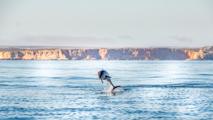 Obraz premium Baby common dolphin breaching out of the water surface