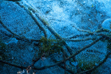 Close-up of green stems of underwater plants