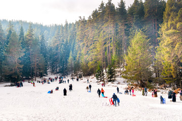 Cheerful people on sleigh in snowy woods