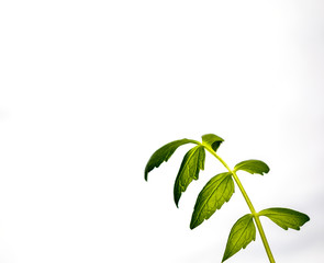 lovage plant isolated on white background