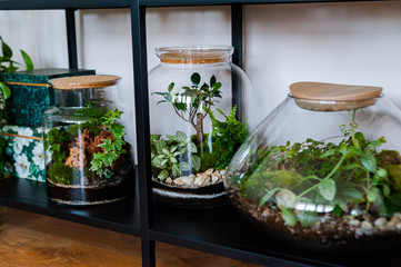 Small decoration plants in a glass bottle/garden terrarium bottle/ forest in a jar. Terrarium jar with piece of forest with self ecosystem. Save the earth concept. Bonsai, set of terrariums/ jars