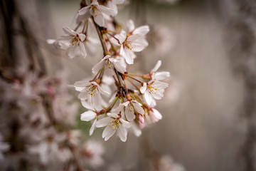 Magnolia
