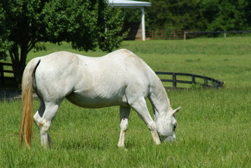 Obraz na płótnie Canvas White horses in a meadow grazing