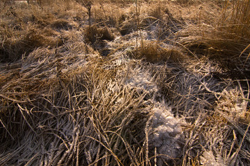 Fototapeta na wymiar Yellowed grass is covered with a layer of snow