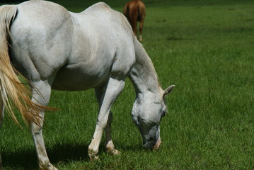 White horses in a meadow grazing
