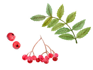watercolor hand drawn rowan red berries and green leaves branch set isolated on white background