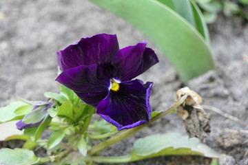 purple iris flower