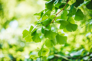 gingko biloba tree leaves close up