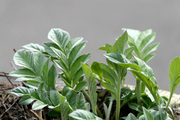 close up of a fresh green plant