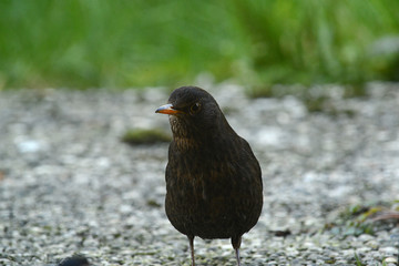 Amsel
