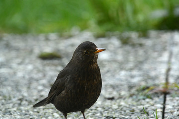 Amsel