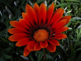 orange flower
