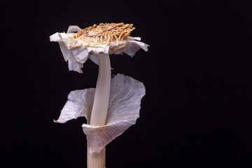 Macro close up of white garlic bulb residual without the cloves or teeth, flower-like inside peel and stem leftover of the fresh spice in studio lighting contrasted against a black background