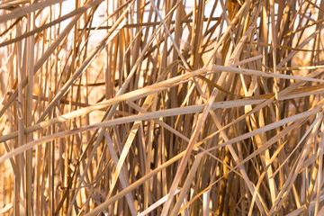 Close-up of dry yellowed reed branches