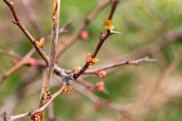 The buds of the quince on the branches