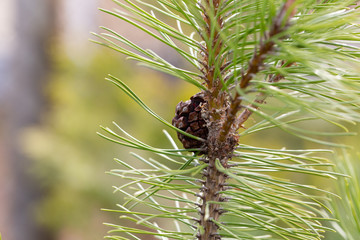 A pinecone on a pine branch