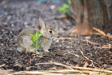 The Baby Rabbit Feeding Herbs