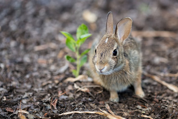 The Baby Rabbit Feeding Herbs