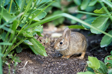 The Baby Rabbit Feeding Herbs