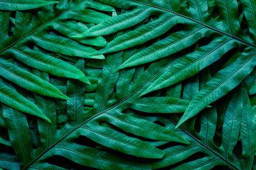 Obraz na płótnie Canvas abstract green fern leaf texture, dark blue tone nature background, tropical leaf