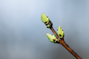 Branches of a tree with green buds and the kidneys on the trees swell with the advent of spring, the sun and the beautiful sky, warm air and joy.
