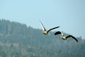 Wilgans, im Flug