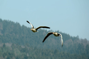 Wilgans, im Flug
