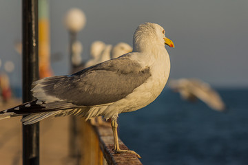 The Caspian gull (Larus cachinnans) is a large gull and a member of the herring and lesser...