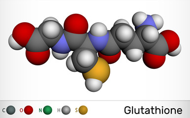 Glutathione, GSH, C10H17N3O6S molecule. It is an important antioxidant in plants, animals and some bacteria. Molecular model