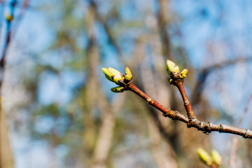 Branches of a tree with green buds and the kidneys on the trees swell with the advent of spring, the sun and the beautiful sky, warm air and joy.