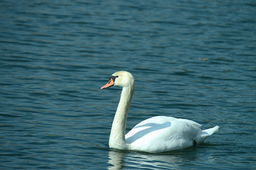wunderschöner Schwan, im Flug