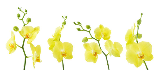 yellow orchids isolated   on white background