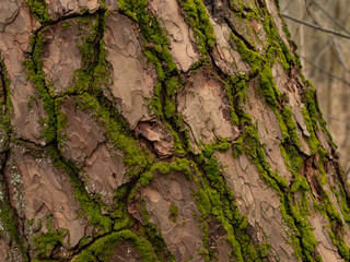 Closeup of tree bark and green moss. Early spring.