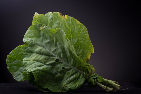 Shadow play on edible green leaves of the Collard plant. Low key studio image of edible fresh food contrasted against a dark gray background.