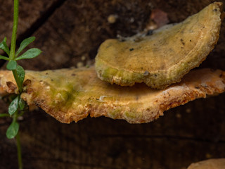 Poisonous mushrooms parasitizing on the tree.