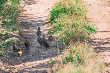 Naklejka na ściany i meble A small group of a few partridges runs right along a sandy path among green vegetation and dry grass. The bird's shy family moves in free conditions