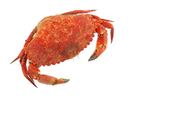single steamed crab isolated on white background