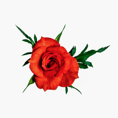 Red rose with green petals in full face isolated on white background