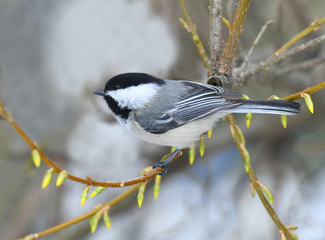 black capped chickadee bird on the tree branch
